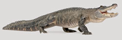  The Great Devou Park Alligator Hunt