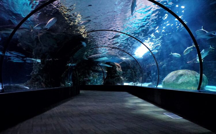 Explore the Big Blue World at Newport Aquarium