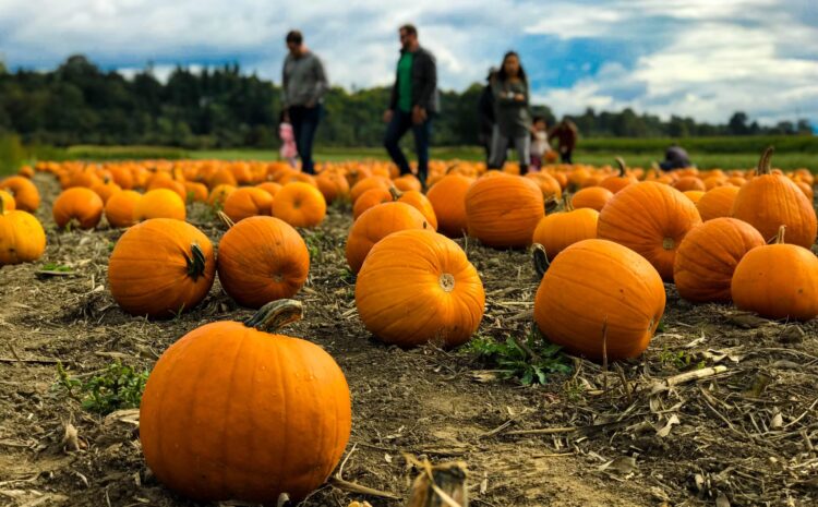 Find the Best Pumpkin