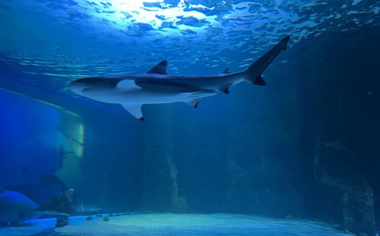 Go Deep With Shark Summer