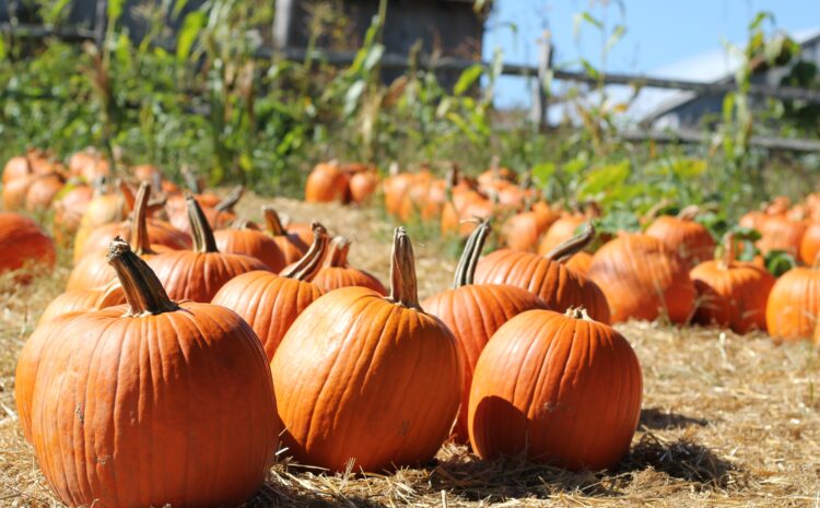 An Autumn Extravaganza